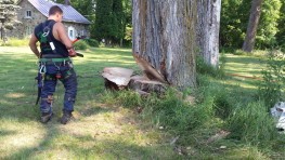 Custom-made tree felling service in Montreal, Laval, North Shore and Lanaudière - Services Arbres Stephane - Montreal Tree Felling