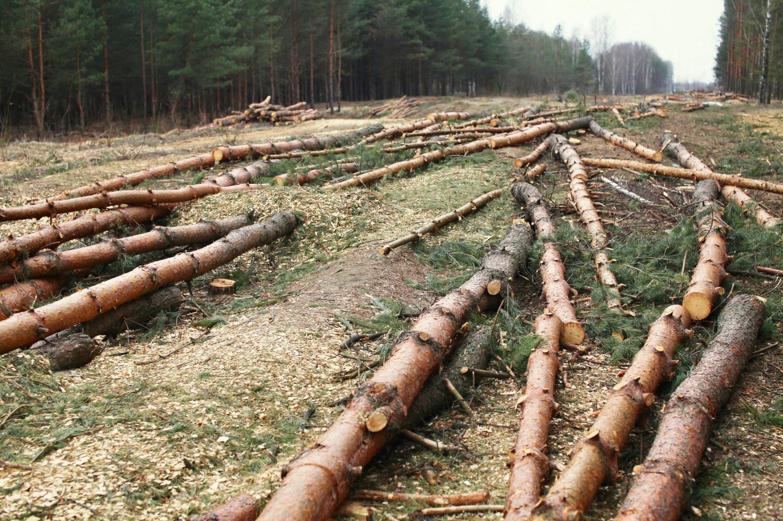 Service de déboisement d’arbres et défrichage de terrain à Mascouche, … / Abattage Arbre Montréal 