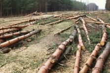 Land clearing service and custom cut forest in Montreal, Laval, North Shore and Lanaudière - Services Arbres Stephane - Abattage Arbre Montréal