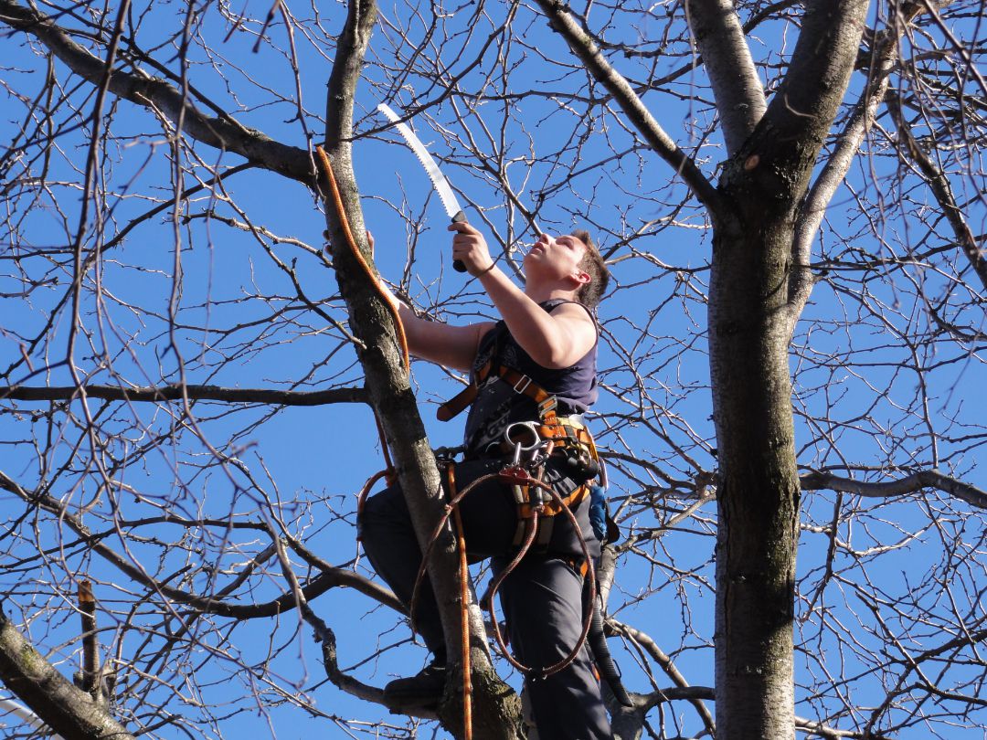 Service d’entretien d’arbre à Mascouche, … / Abattage Arbre Montréal 