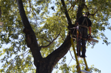 Custom-made tree pruning service in Montreal, Laval, North Shore and Lanaudière - Services Arbres Stephane - Abattage Arbre Montréal