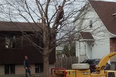 Tree pruning service and tree pruner in Montreal, Laval, Lanaudière or on the North Shore - Abattage Arbre Montréal