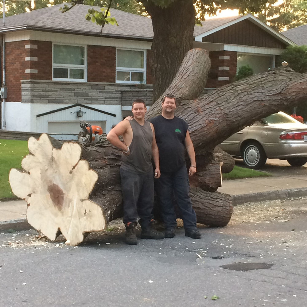 Customized tree felling and pruning service in Montreal, Laval, North Shore and Lanaudière - Services Arbres Stephane - Abattage Arbre Montréal