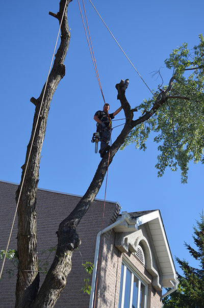 tree cutting and felling service in Montreal, Laval, Lanaudière or on the North Shore and its surroundings - Abattage Arbre Montréal