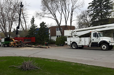 tree cutting and felling service in Montreal, Laval, Lanaudière or on the North Shore and its surroundings - Abattage Arbre Montréal