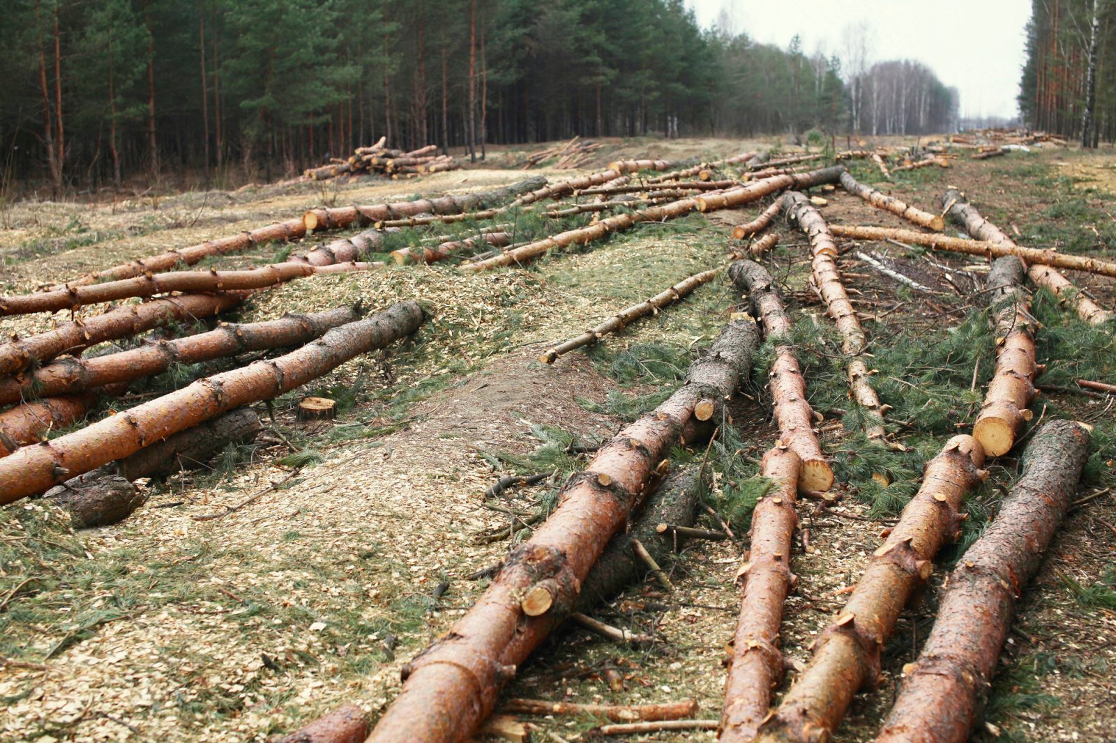 Tree clearing and land clearing service in Montreal, Laval, Lanaudière or on the North Shore - Abattage Arbre Montreal