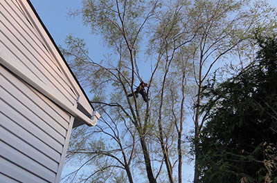 Service d'élagage à Mascouche et d'élagage d’arbre à Mascouche… / Abattage Arbre Montréal