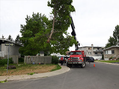 Specialized or dangerous tree felling and removal service in Laval - Abattage Arbre Montréal