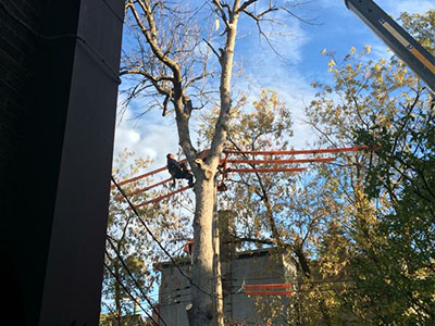 Specialized or dangerous tree felling and removal service in Montreal East - Abattage Arbre Montréal