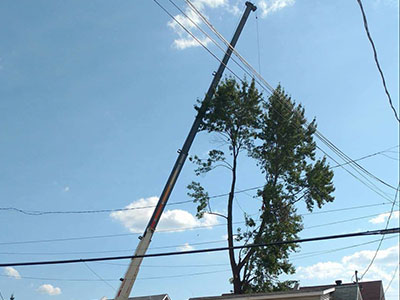 Specialized or dangerous tree felling and removal service in Montreal North - Abattage Arbre Montréal