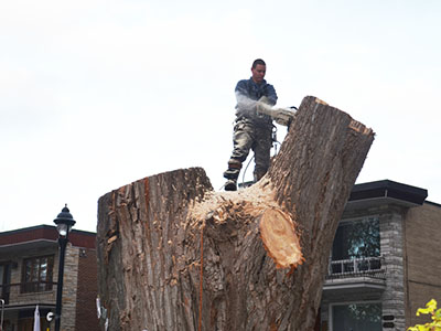 Specialized or dangerous tree felling and removal service in Montreal West - Abattage Arbre Montréal