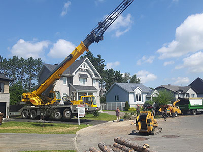 Specialized or dangerous tree felling and removal service in Mount Royal - Abattage Arbre Montréal