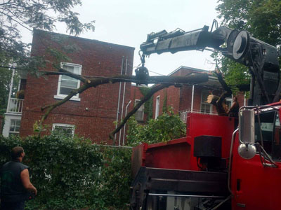 Specialized or dangerous tree felling and removal service in Lanaudière - Abattage Arbre Montréal