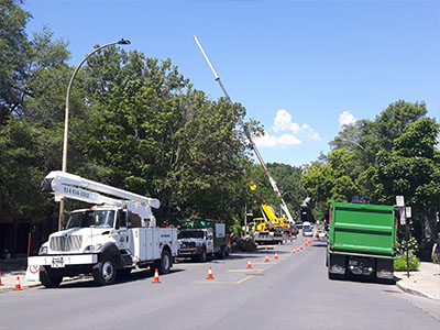 Specialized or dangerous tree felling and removal service on the North Shore - Abattage Arbre Montréal