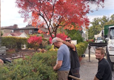 Service de plantation d'arbres et de fertilisation pour arbres dans la région du grand Montréal - Abattage Arbre Montréal