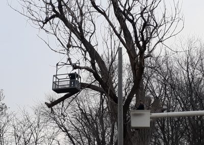 Émondage arbre avec nacelle à Montréal - Abattage Arbre Montréal