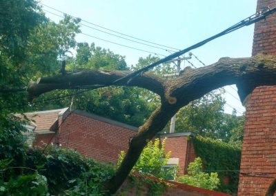 Branche dangereuse sur fil électrique - Service émondage à Montréal - Abattage Arbres Montréal