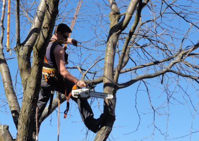 Coupe de branche en hauteur pour la santé de l'arbre- Service émondage arbre à Montréal - Abattage Arbre Montréal