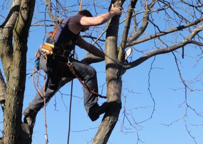 Coupe de branche en hauteur pour la santé de l'arbre- Service émondage arbre à Montréal et ses alentour - Abattage Arbre Montréal