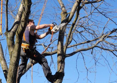 Coupe de branche en hauteur pour la santé de l'arbre- Service émondage arbre à Montréal et ses environs - Abattage Arbre Montréal