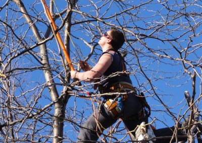 Émondage en cours - Service émondeur à Montréal - Abattage Arbre Montréal