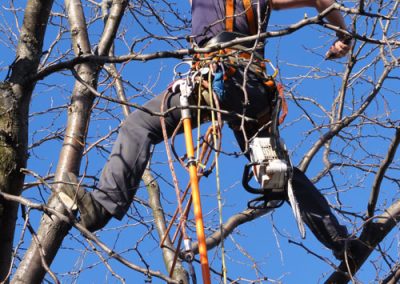Émondage en cours - Service émondeur à Montréal et ses environs - Abattage Arbre Montréal