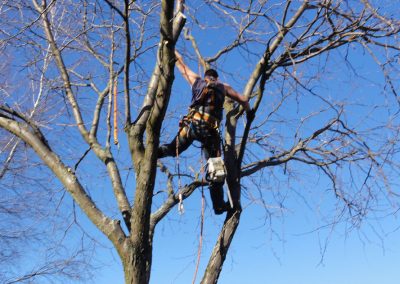 Émondage un arbre - Service émondeur à Montréal - Abattage Arbre Montréal