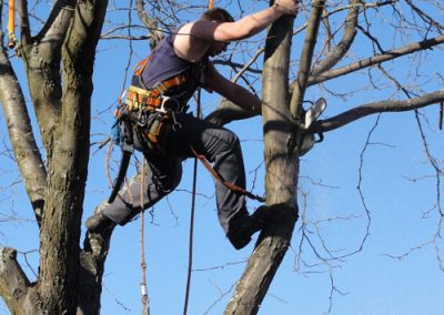 Service Émondage à Montréal-est - Abattage Arbre Montréal