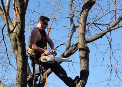 Service Émondage dans la région de Montréal-Est - Abattage Arbre Montréal
