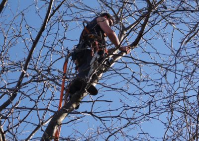 Arpenteur entrain de couper des branches avec une scie - Service Élagage à Montréal - Abattage Arbre Montréal