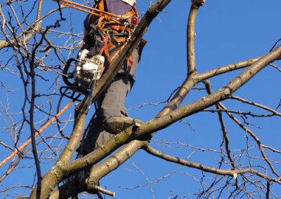 Arpenteur entrain de couper des branches avec une scie - Service Élagage à Montréal et ses environs - Abattage Arbre Montréal