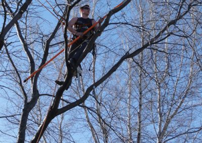 Coupe de bois en court - Service abattage arbre à Montréal - Abattage Arbre Montréal