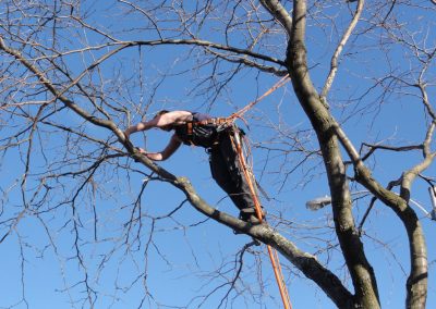 Coupe de bois en court - Service abattage arbre à Montréal et ses environs - Abattage Arbre Montréal