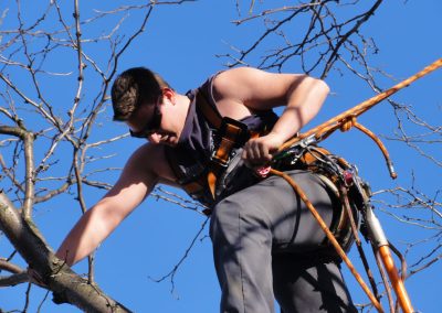 Coupe de bois en court - Service abattage arbre dans la région de Montréal - Abattage Arbre Montréal