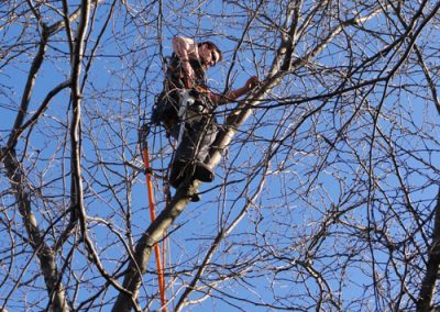 Coupe de bois en court - Service abattage arbre dans la régions de Montréal et ses environs - Abattage Arbre Montréal